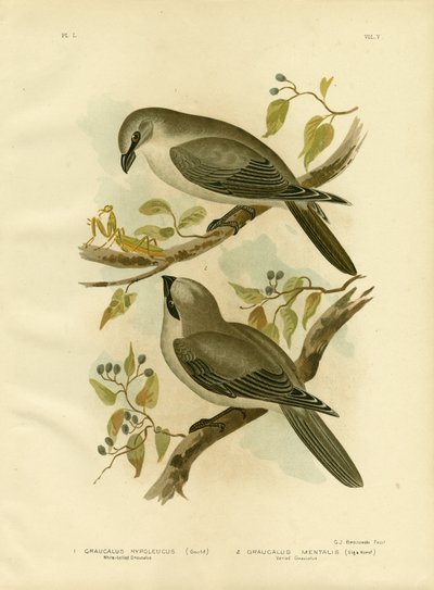 Witbuik Cuckoo-Shrike, 1891 door Gracius Broinowski